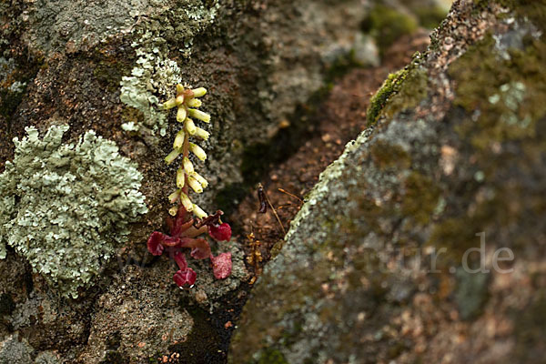 Felsen-Nabelkraut (Umbilicus rupestris)