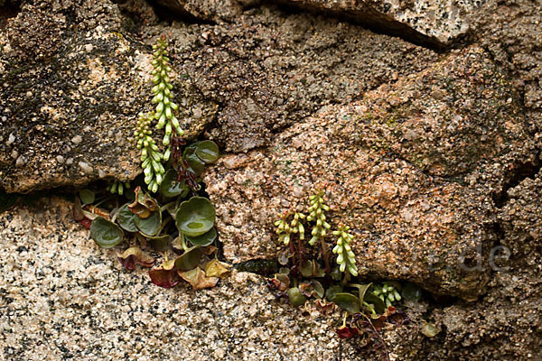 Felsen-Nabelkraut (Umbilicus rupestris)