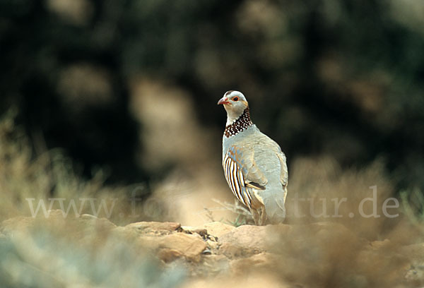 Felsenhuhn (Alectoris barbara)