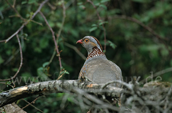 Felsenhuhn (Alectoris barbara)