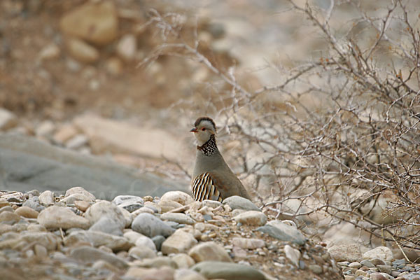 Felsenhuhn (Alectoris barbara)