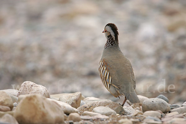 Felsenhuhn (Alectoris barbara)