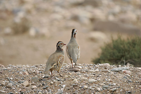 Felsenhuhn (Alectoris barbara)