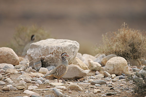 Felsenhuhn (Alectoris barbara)