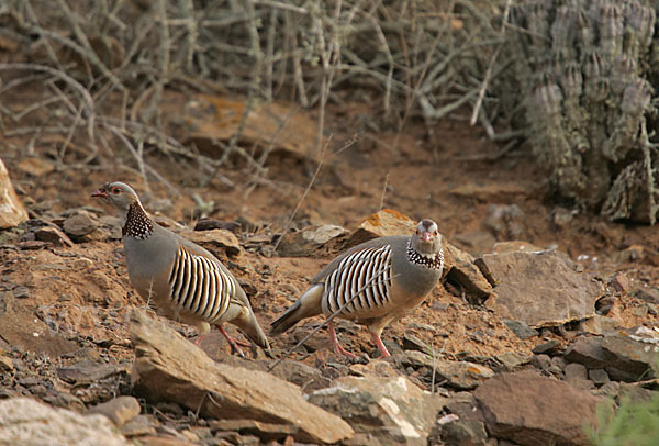 Felsenhuhn (Alectoris barbara)