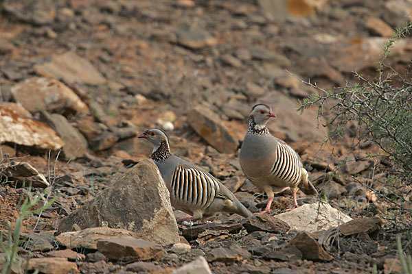 Felsenhuhn (Alectoris barbara)