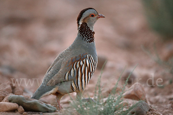 Felsenhuhn (Alectoris barbara)