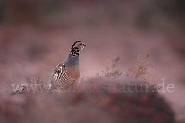 Felsenhuhn (Alectoris barbara)