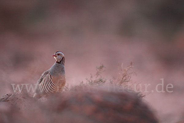 Felsenhuhn (Alectoris barbara)