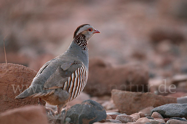 Felsenhuhn (Alectoris barbara)