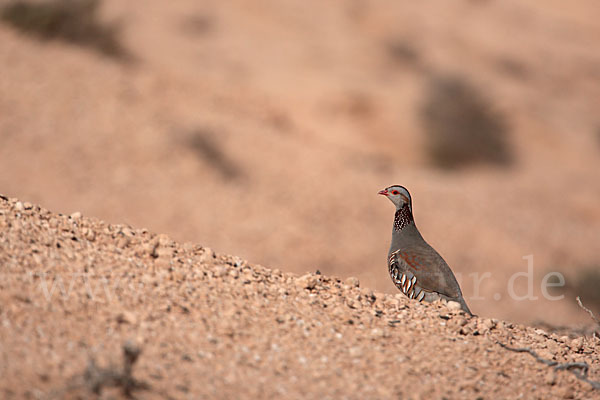 Felsenhuhn (Alectoris barbara)