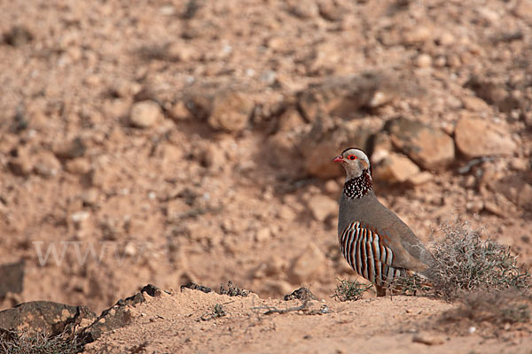 Felsenhuhn (Alectoris barbara)