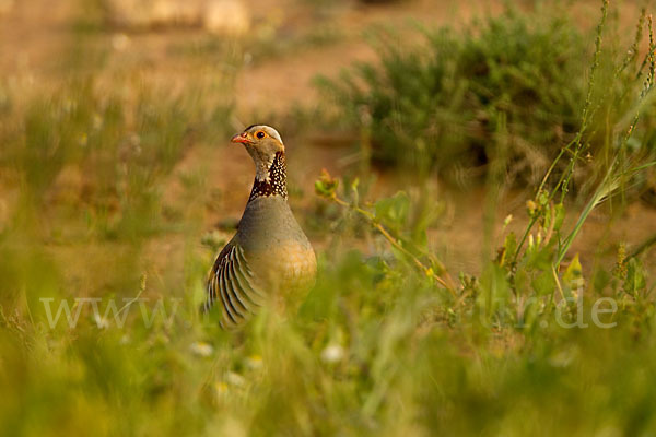 Felsenhuhn (Alectoris barbara)