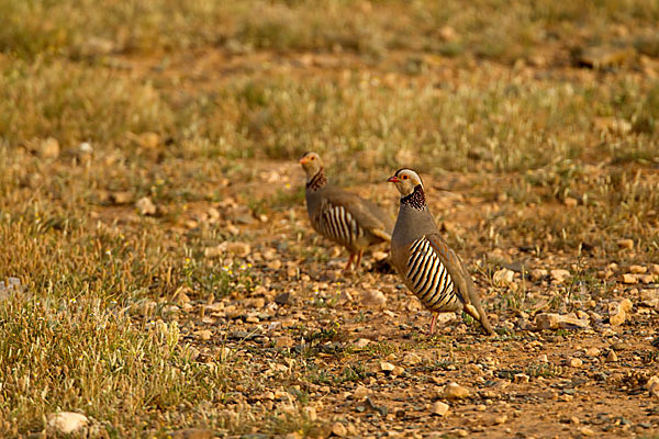 Felsenhuhn (Alectoris barbara)