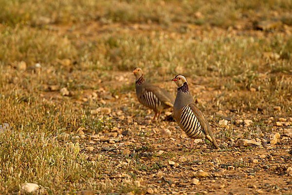 Felsenhuhn (Alectoris barbara)