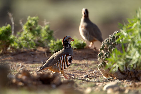 Felsenhuhn (Alectoris barbara)