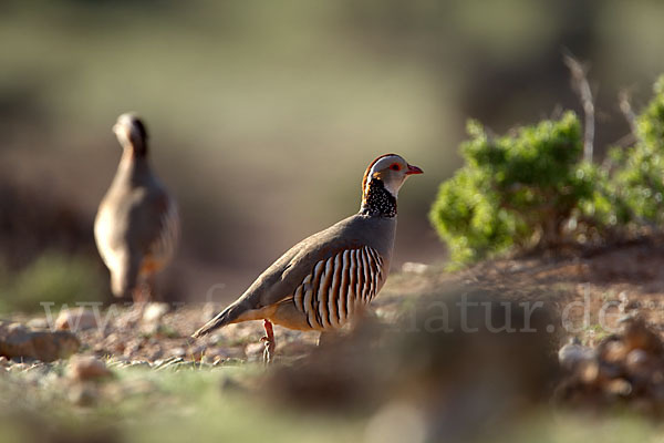 Felsenhuhn (Alectoris barbara)