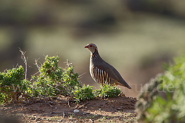 Felsenhuhn (Alectoris barbara)