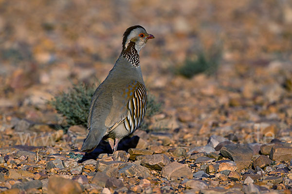 Felsenhuhn (Alectoris barbara)