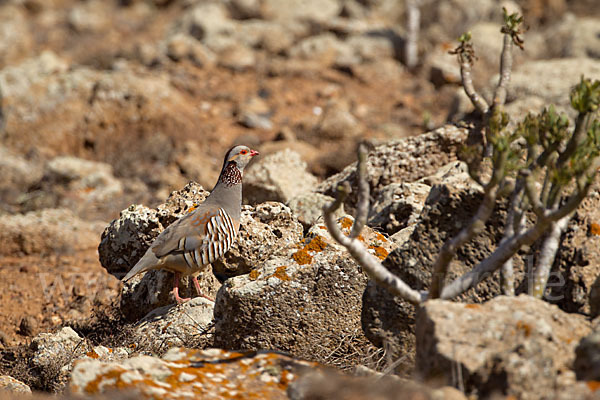 Felsenhuhn (Alectoris barbara)