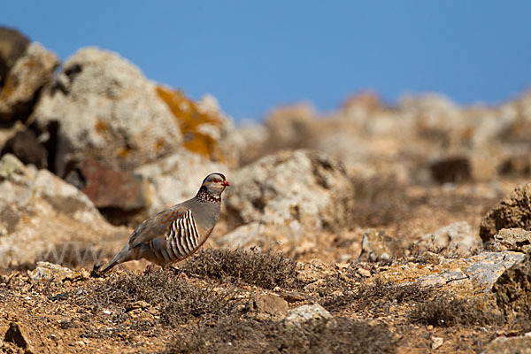 Felsenhuhn (Alectoris barbara)