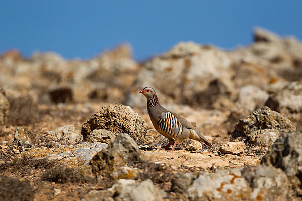 Felsenhuhn (Alectoris barbara)