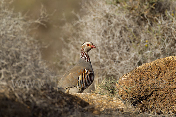 Felsenhuhn (Alectoris barbara)