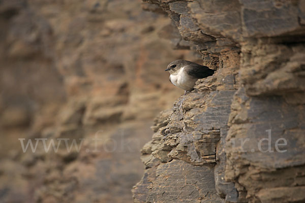 Felsenschwalbe (Ptyonoprogne rupestris)