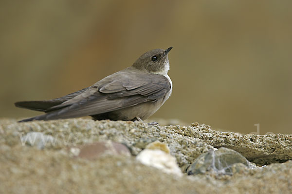 Felsenschwalbe (Ptyonoprogne rupestris)