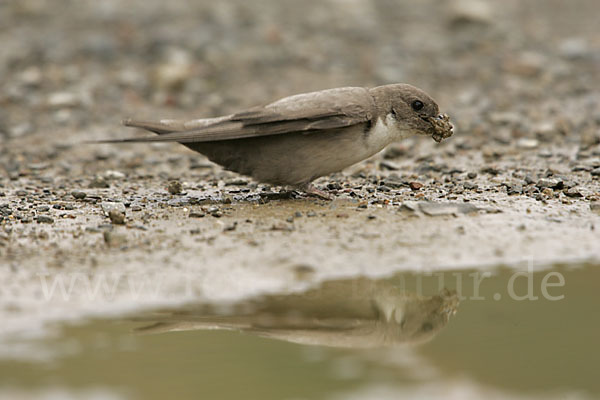 Felsenschwalbe (Ptyonoprogne rupestris)