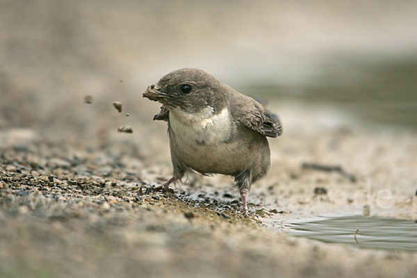 Felsenschwalbe (Ptyonoprogne rupestris)