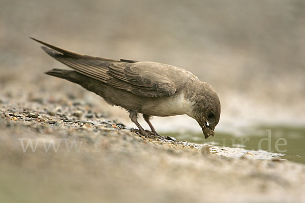 Felsenschwalbe (Ptyonoprogne rupestris)