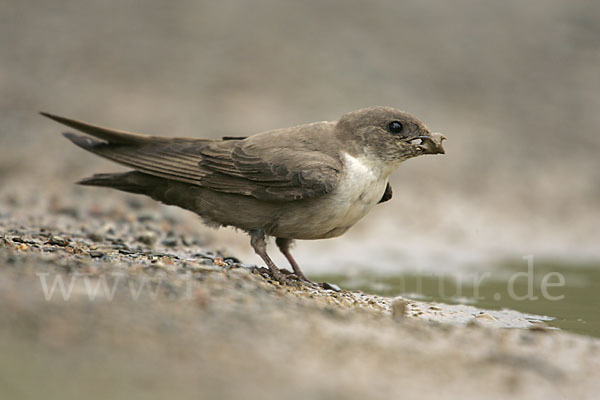 Felsenschwalbe (Ptyonoprogne rupestris)