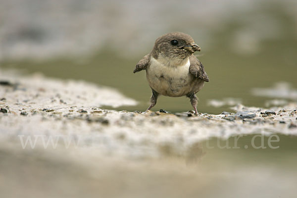 Felsenschwalbe (Ptyonoprogne rupestris)