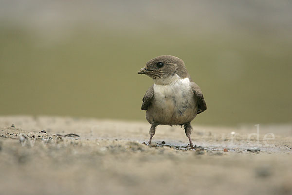 Felsenschwalbe (Ptyonoprogne rupestris)