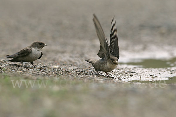 Felsenschwalbe (Ptyonoprogne rupestris)