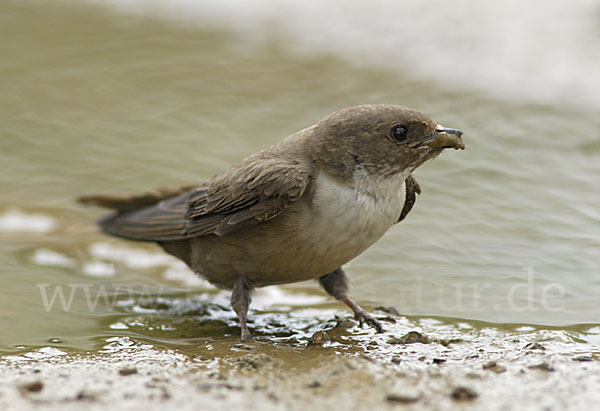 Felsenschwalbe (Ptyonoprogne rupestris)