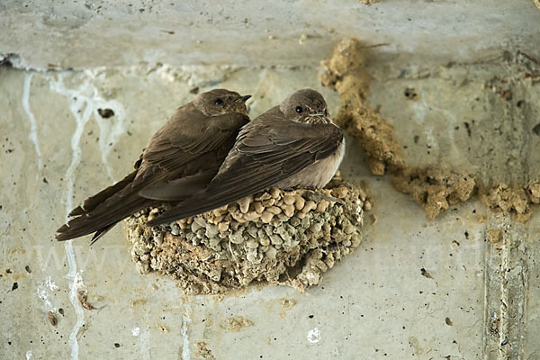 Felsenschwalbe (Ptyonoprogne rupestris)