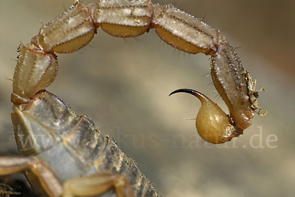 Felsenskorpion (Buthus occitanus occitanus)