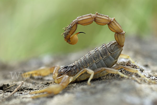 Felsenskorpion (Buthus occitanus occitanus)