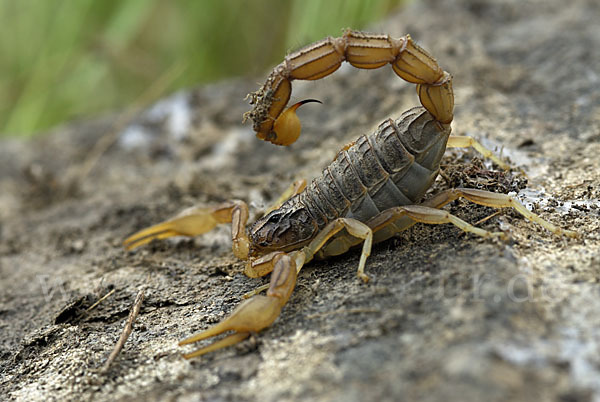 Felsenskorpion (Buthus occitanus occitanus)