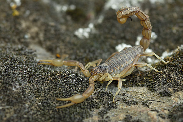 Felsenskorpion (Buthus occitanus occitanus)