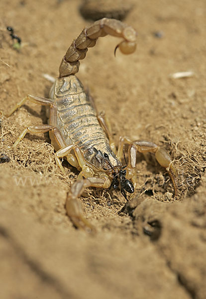 Felsenskorpion (Buthus occitanus occitanus)