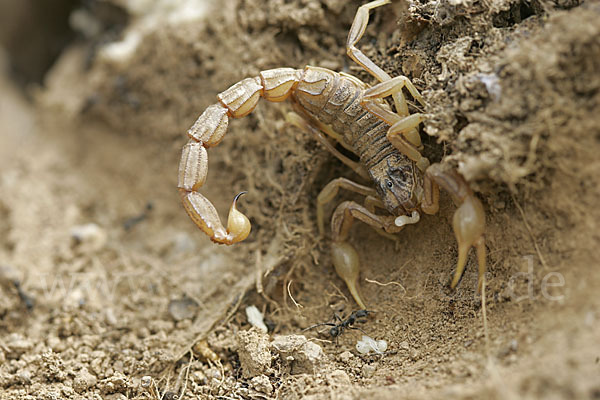 Felsenskorpion (Buthus occitanus occitanus)