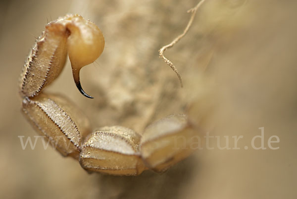 Felsenskorpion (Buthus occitanus occitanus)