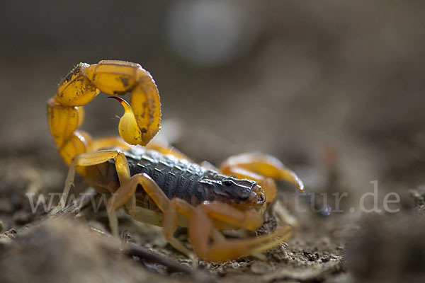 Felsenskorpion (Buthus occitanus occitanus)