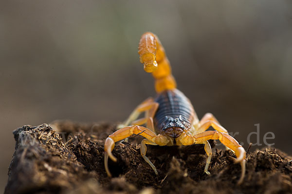 Felsenskorpion (Buthus occitanus occitanus)