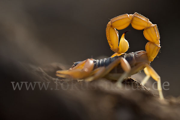 Felsenskorpion (Buthus occitanus occitanus)