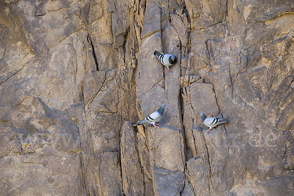 Felsentaube (Columba livia)