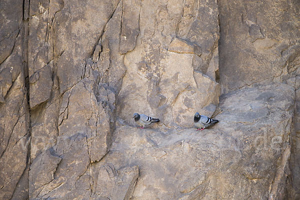 Felsentaube (Columba livia)